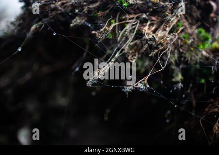 Spiderweb con gocce di rugiada su piante piccole appese da vicino | Macro foto di fili di cobbweb con gocce d'acqua su radici piccole sullo sfondo scuro Foto Stock