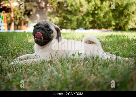 PUG - un piccolo cane decorativo, che da tempo è stato tenuto a conoscere. Un cane dal carattere vivace, allegro e allo stesso tempo equilibrato, nobile e affectio Foto Stock