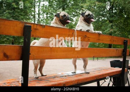 PUG - un piccolo cane decorativo, che da tempo è stato tenuto a conoscere. Un cane dal carattere vivace, allegro e allo stesso tempo equilibrato, nobile e affectio Foto Stock