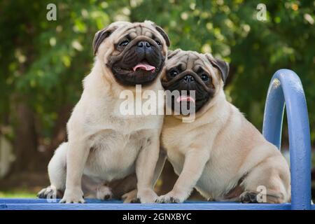 PUG - un piccolo cane decorativo, che da tempo è stato tenuto a conoscere. Un cane dal carattere vivace, allegro e allo stesso tempo equilibrato, nobile e affectio Foto Stock