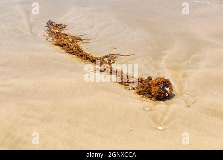 Alghe lavate sulla riva - Torquay, Victoria, Australia Foto Stock