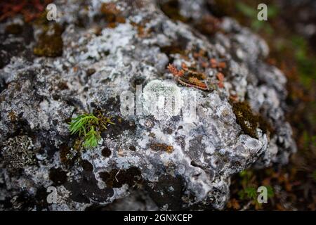 Lichen su pietra da vicino | roccia coperta di lichen, muschio e poche piante diverse piccole Foto Stock