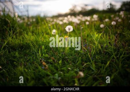 Fioriture di dente di leone nell'erba alla luce del tramonto | foto a livello del suolo di un dente di leone giallo con altri in soffio sullo sfondo Foto Stock