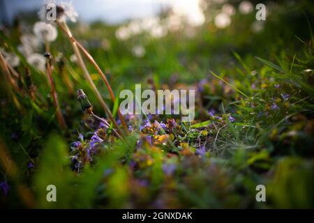Da vicino al piano terra foto di belle piante piccole con fiori violetti e forandeli soffocati nella luce del tramonto nell'erba Foto Stock