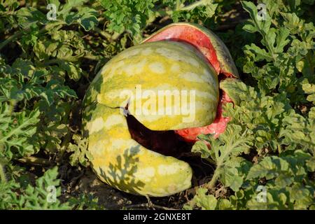 Chopped old rotten watermelon. An abandoned field of watermelons and melons. Rotten watermelons. Remains of the harvest of melons. Rotting vegetables Stock Photo