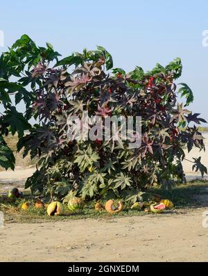 Grandi cespugli di Ricinus. Una pianta dalla quale olio di ricino è reso Foto Stock