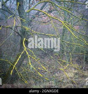 Coprialberi di quercia con lichene e muschio in inverno Foto Stock