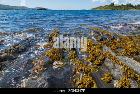 Vista pittoresca dalla costa di Whiddy Island nella contea di Cork, Irlanda Foto Stock