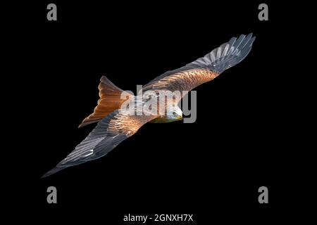 Red Kite (Milvus milvus) rapimento in volo tagliato e isolato su uno sfondo nero, foto stock Foto Stock