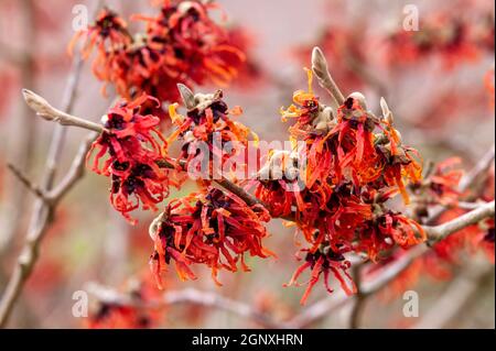 Hamamelis x Intermedia 'Diane' (cazel stregone) una pianta di arbusto fiorente di primavera invernale che ha un altamente fragrante fiore rosso primaverile e senza foglie quando Foto Stock