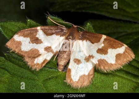 Falena di bordo nuvolosa (Lomaspilis marginata) con ali allungate che è un insetto di bosco comune visto poggiare su una foglia di pianta di hathland, pho di stock Foto Stock