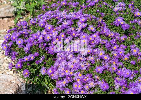 Aster 'Herfstweelde' (ricchezza d'autunno) una pianta di fiori d'autunno erbacei blu lavanda perenne comunemente conosciuta come Michaelmas daisy, foto d'inventario i Foto Stock