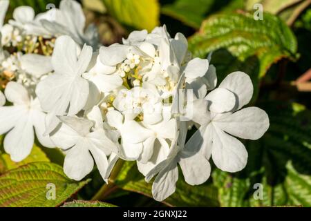 Viburnum plicatum forma tomentosum 'Shasta' una fioritura estiva di primavera bianca arbusto comunemente noto come immagine di stock di doublefire Foto Stock