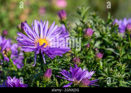 Aster 'Herfstweelde' (ricchezza d'autunno) una pianta di fiori d'autunno erbacei blu lavanda perenne comunemente conosciuta come Michaelmas daisy, foto d'inventario i Foto Stock