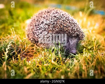 Riccio nell'erba sul prato. Un hedgehog prickly. Foto Stock