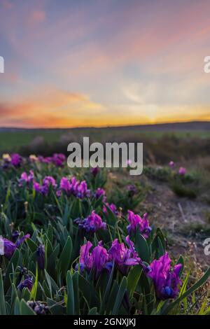 Iris nano a Pusty kopec u Konic vicino a Znojmo, Moravia meridionale, Repubblica Ceca Foto Stock