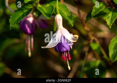 Fucsia un arbusto perenne e duro che è un autunno estivo fiore pianta stock immagine foto Foto Stock