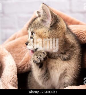 Gattino dorato zecche british chinchilla dritto lecca la sua zampa, primo piano Foto Stock