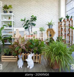 Angolo per lo svago in un edificio d'ufficio decorato con piante in vaso e vari tipi di cactus. Foto Stock