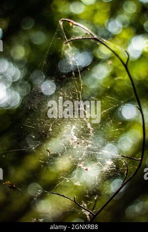 Sole che brilla attraverso un ragnatela su un ramo nella foresta | bello illuminato da un ragnatela luce del sole su un ramoscello in un bosco Foto Stock