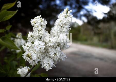 Syringa vulgaris, lilla o lilla comune Foto Stock