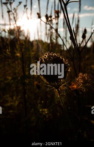 Silhouette di fiori selvatici illuminata da una luce solare con altre piante sullo sfondo | caldo sole che brilla attraverso una pianta nel prato denso da vicino Foto Stock