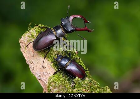 Coppia di scarabei, lucanus cervus, in piedi su un ramo mussoso nella natura estiva. Coppia di insetti grandi in ambiente fresco. Bug maschile con antlers Foto Stock