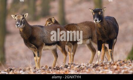 Gruppo di moufloni, ovis musimon, guardando all'interno della foresta in autunno natura. Pecore selvatiche che osservano in bosco durante la stagione autunnale. Mandria di stan di pecore brune Foto Stock