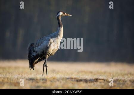 Gru comune, grus grus, camminando su prato secco in autunno natura. Uccello a zampe lunghe che osservano su praterie illuminate dal sole del mattino. Grigio sfumato AN Foto Stock