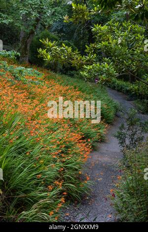 Una spettacolare colonia di Crocosmia aurea Montbretia che cresce su un pendio nel giardino subtropicale Trebah in Cornovaglia. Foto Stock