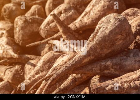 Cumulo di barbabietole da zucchero raccolte in campo, Beta vulgaris è anche noto come barbabietola comune Foto Stock