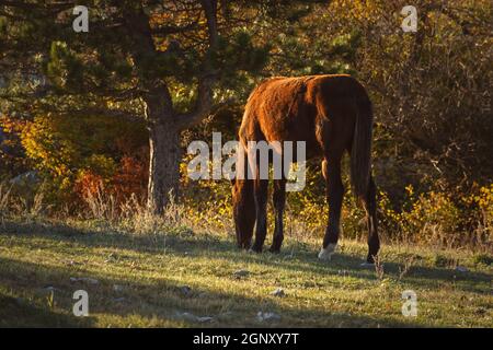 Il cavallo sta pascolare la foresta. Paesaggio d'autunno dorato con un animale domestico. Un cavallo marrone sta mangiando l'erba sullo sfondo dei pini soffici. Beauti Foto Stock