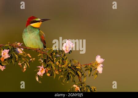 Apicologio europeo, apiastro merops, seduto sul ramo fiorente in estate. Uccello colorato che riposa su ramoscello con fiori rosa con spazio copia. Anim verde Foto Stock