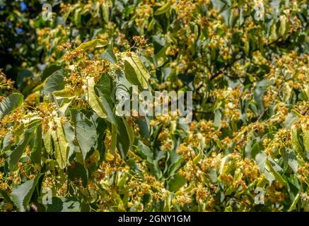 foto full frame che mostra molti fiori di lime e frutti in un ambiente soleggiato Foto Stock