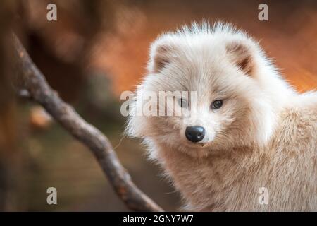 Un giovane cane bianco da raccoon nello Zoo Koethen Sassonia Anhalt Germania Foto Stock