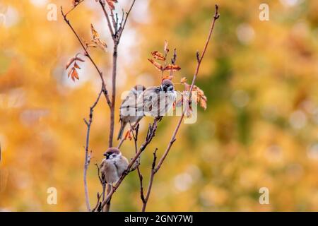 tre passeri siedono su un ramo e preen mentre loro segnale acustico Foto Stock