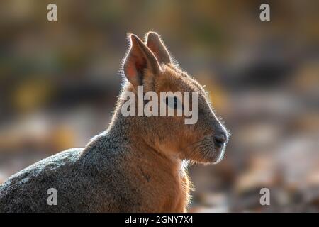 Ritratto di Mara Patagonia (Dolichotis patagonum) Nello Zoo Koethen Sassonia Anhalt Germania Foto Stock