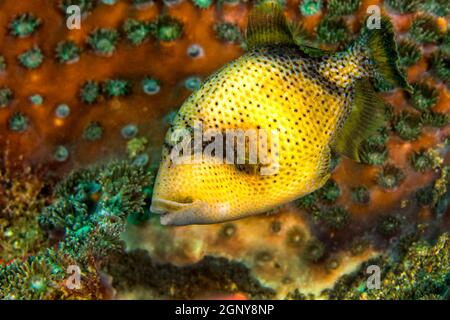 Titan Triggerfish, Balistoides viridesens, Lembeh, Sulawesi del Nord, Indonesia, Asia Foto Stock