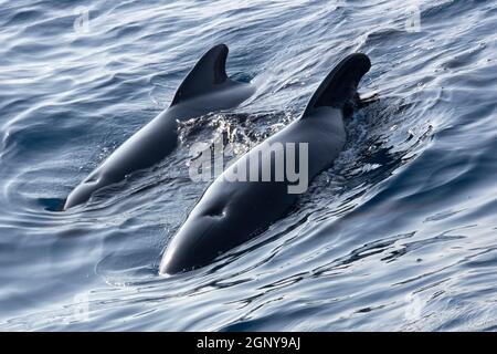 Balena pilota alata a lungo, melas Globicephale, stretto del Parco Naturale di Gibilterra, Tarifa, provincia di Cadice, Spagna, Europa Foto Stock