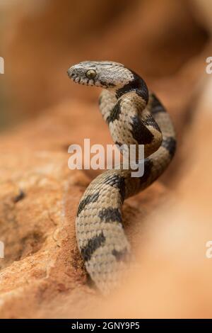 Serpente di gatto europeo a spirale (Telescopus fallax), pronto a rimbalzare sulla sua preda questo serpente noto anche come il serpente Soosan, è una velenosa colubrid serpente fine Foto Stock