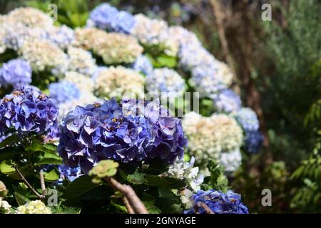 Primo piano di un fiore blu di hydrangea macrophylla in un giardino con altre hydrangeas fuori fuoco sullo sfondo Foto Stock