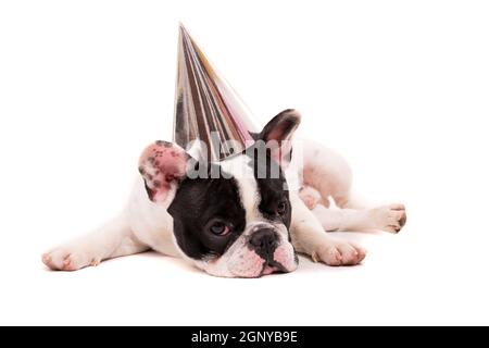 Bulldog francese cucciolo indossando un cappello festosa, isolato su uno sfondo bianco Foto Stock