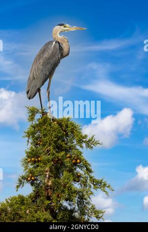 Airone grigio nel Parco Naturale della Maremma, Toscana, Italia Foto Stock