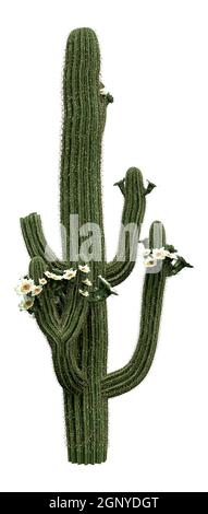 Rendering 3D di una pianta di saguaro cactus o Carnegiea gigantea in fiore isolato su sfondo bianco Foto Stock