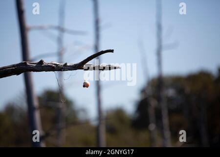 Pesca bob e linea appeso in un albero Foto Stock