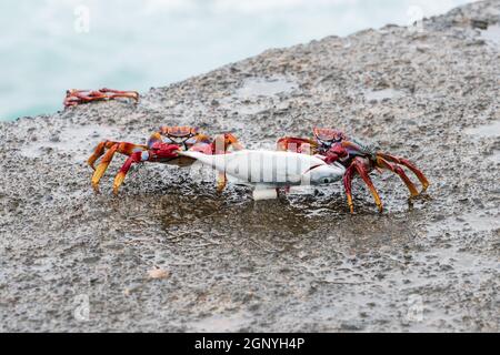 Due granchi di pietra rossa (Grapsus adscensionis) trascinano un pesce morto. Isole Canarie. Tenerife. Spagna. Foto Stock