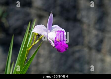 Fiore di bambù orchidea (Arundina graminifolia) Foto Stock