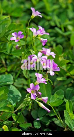 Fiori rosa-sorrel (Oxalis articolata) in giardino Foto Stock