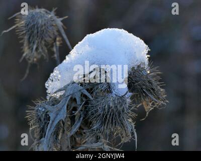 Burdock con cappello da neve in inverno in Germania Foto Stock