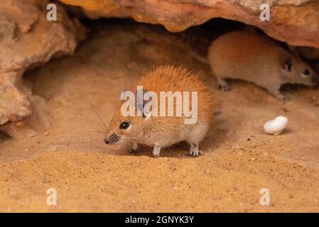 Topolino dorato (Acomys russatus) Foto Stock